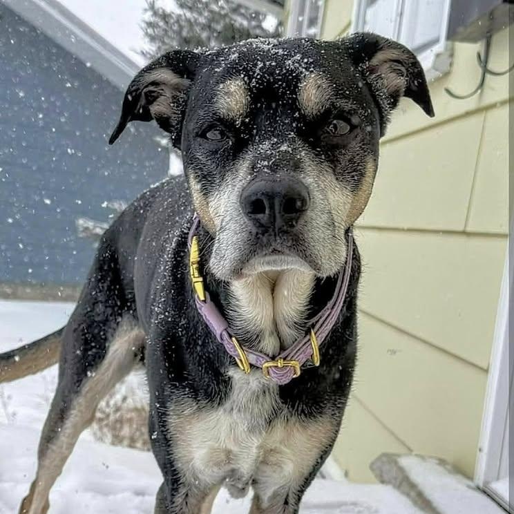 Luna Lovegood (20260120-02) — thumbnail 3