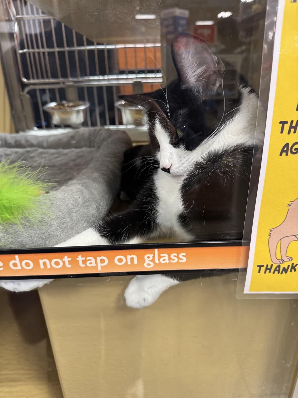 Jazzy, a ADOPTABLE Domestic Short Hair in City of Industry, CA image 2/3