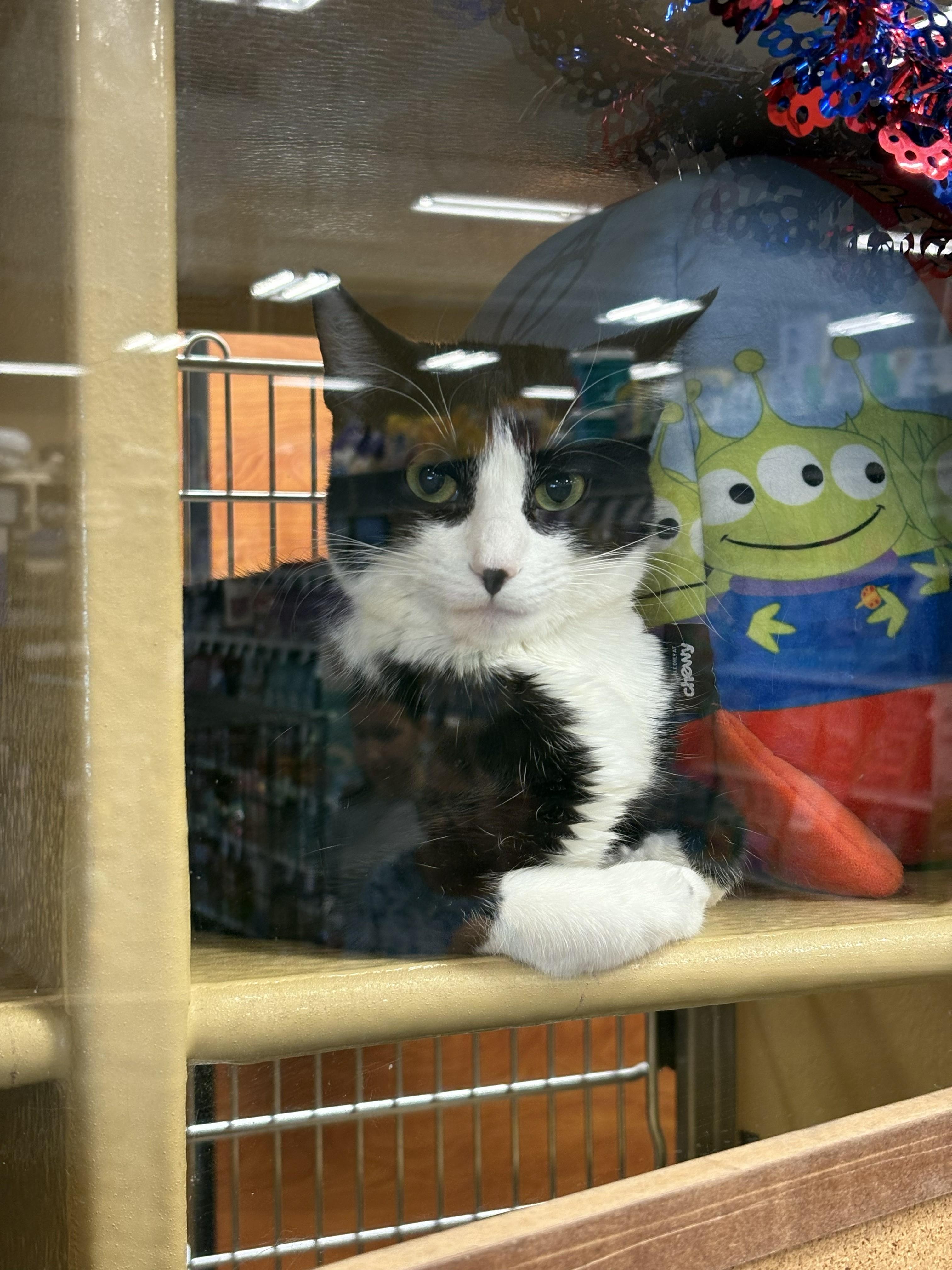 Jazzy, a ADOPTABLE Domestic Short Hair in City of Industry, CA image 3/3