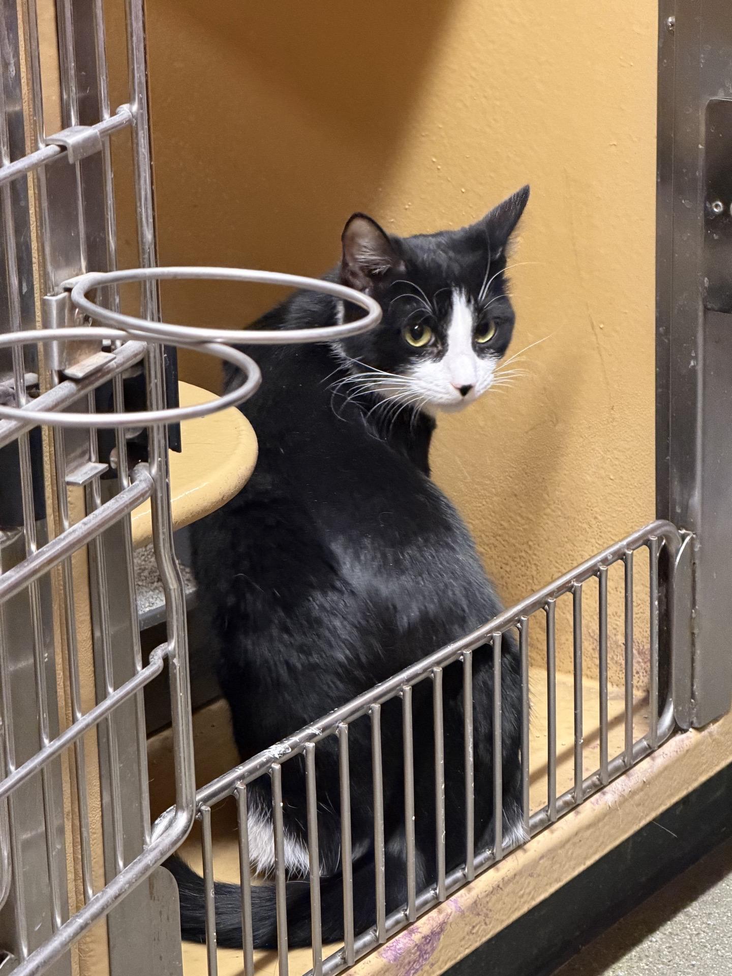 Jazzy, ADOPTABLE, Young Female Domestic Short Hair.