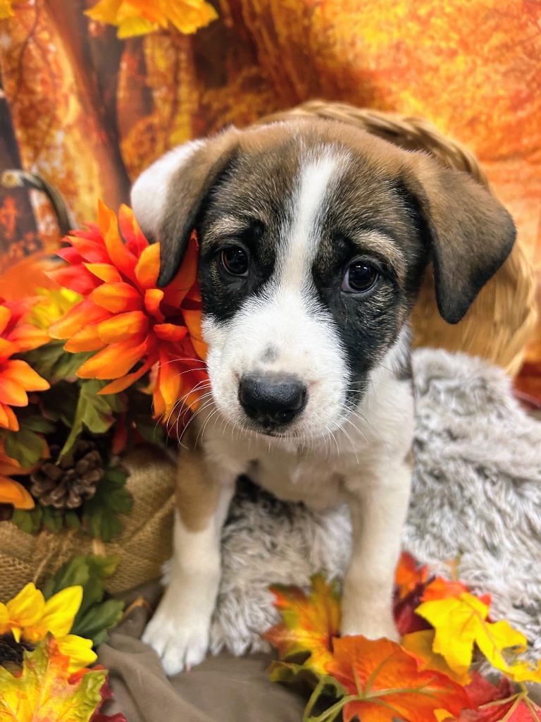 Butterball, Adoptable, Puppy Female Shepherd.