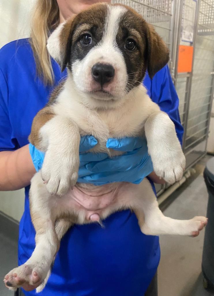 Enlarge Butterball, a Adoptable mixed breed in Bryant, AR image 2/2