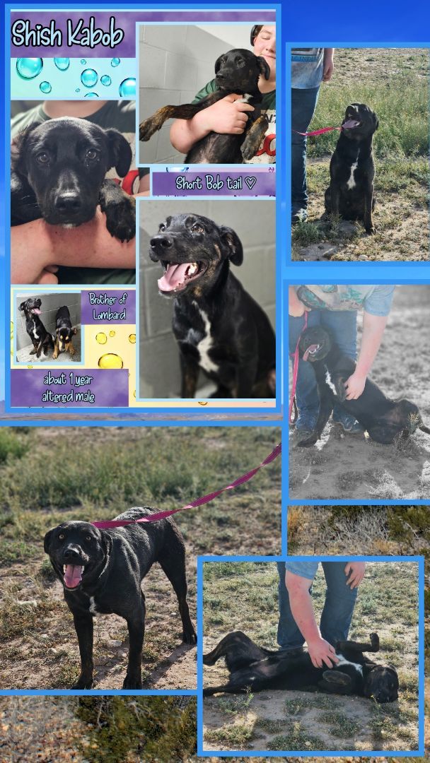Enlarge Lombard, a Adoptable mixed breed in Kermit, TX image 1/1