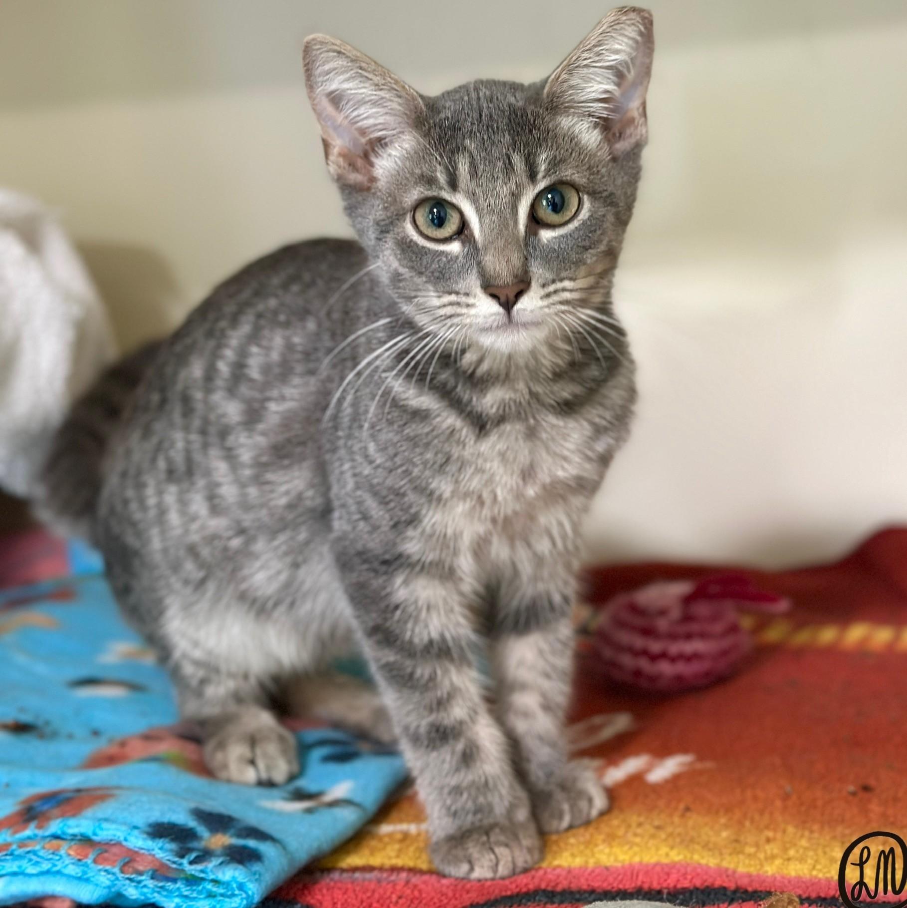 Jake, an adopted Domestic Short Hair in Victor, NY image 2/5
