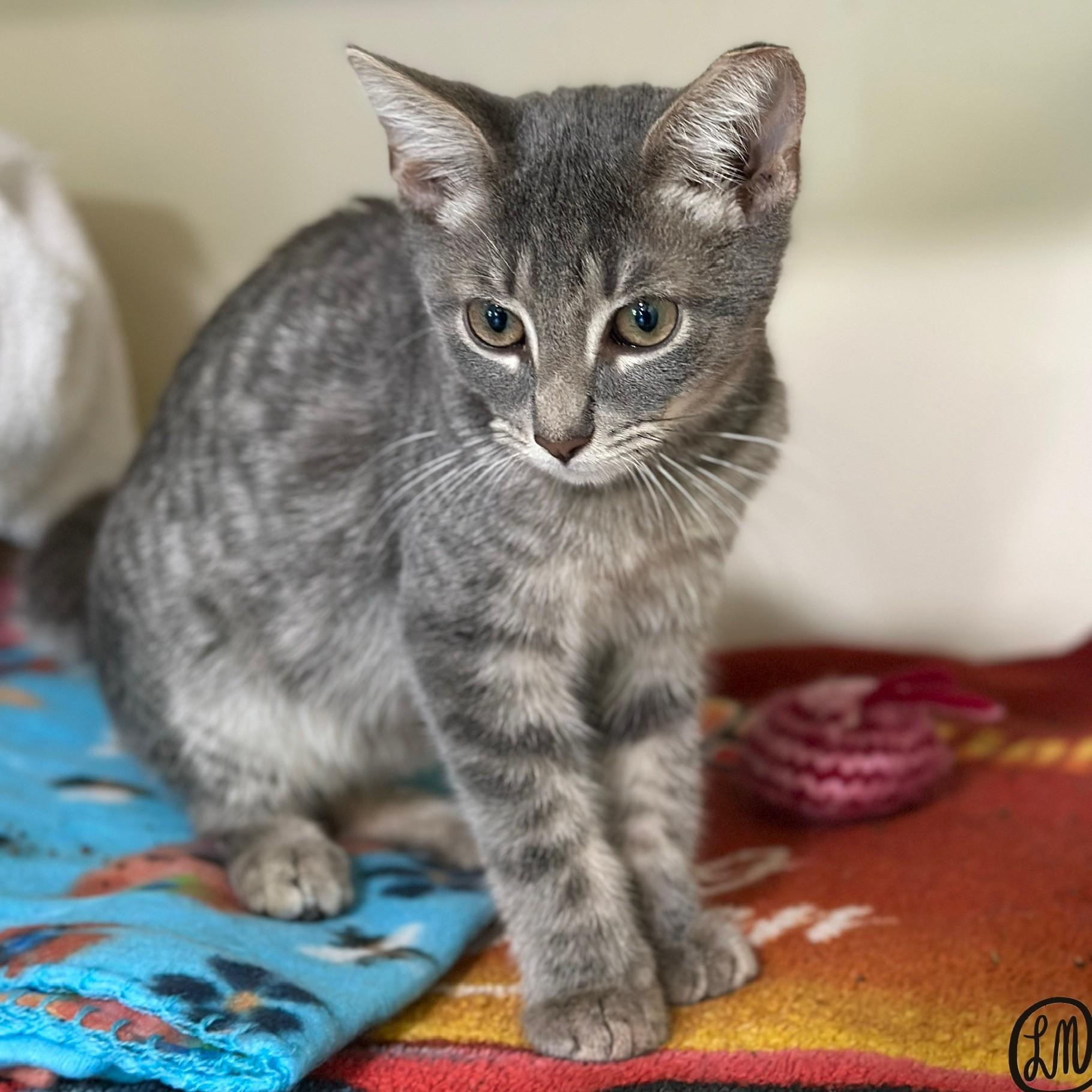 Jake, an adopted Domestic Short Hair in Victor, NY image 3/5