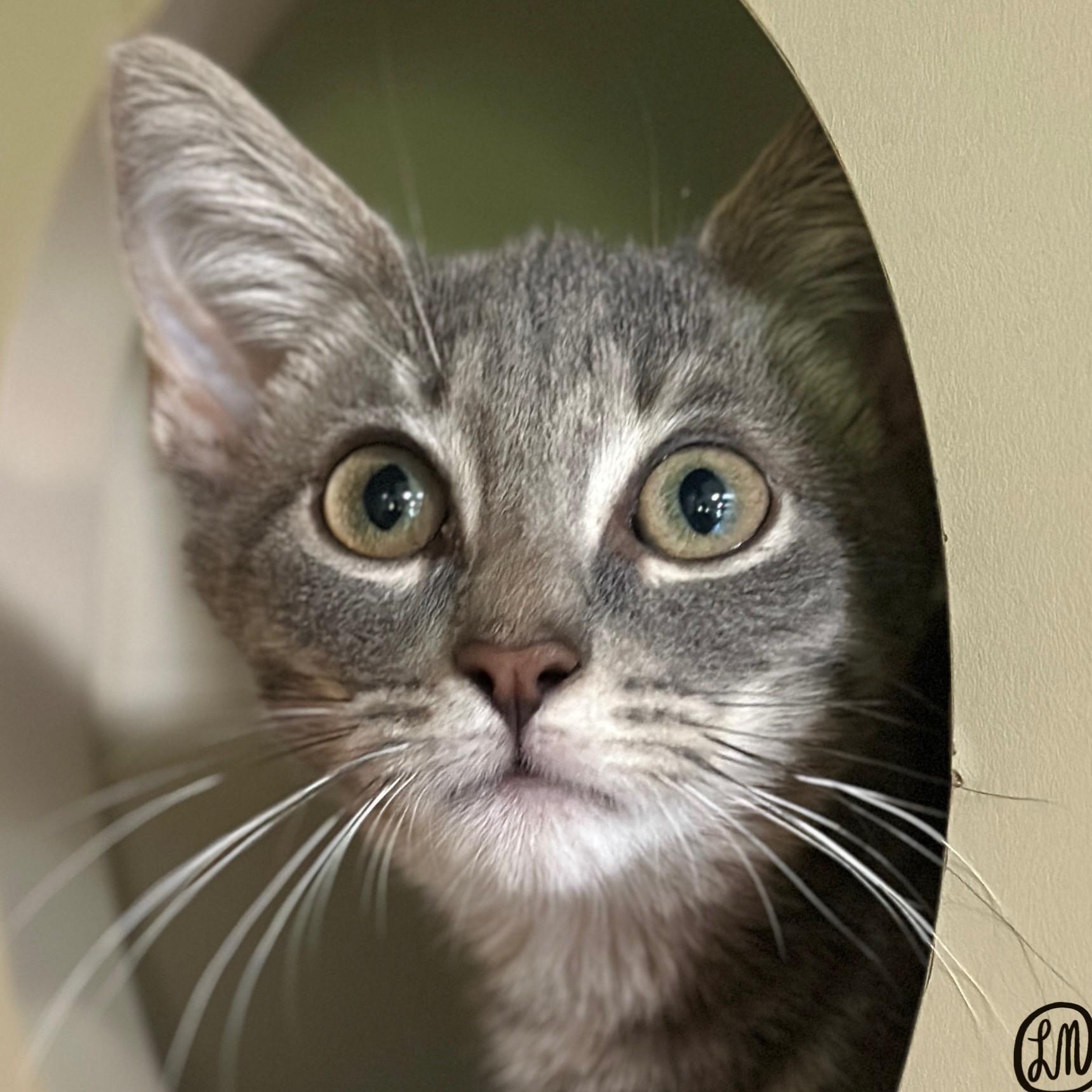 Jake, an adopted Domestic Short Hair in Victor, NY image 4/5