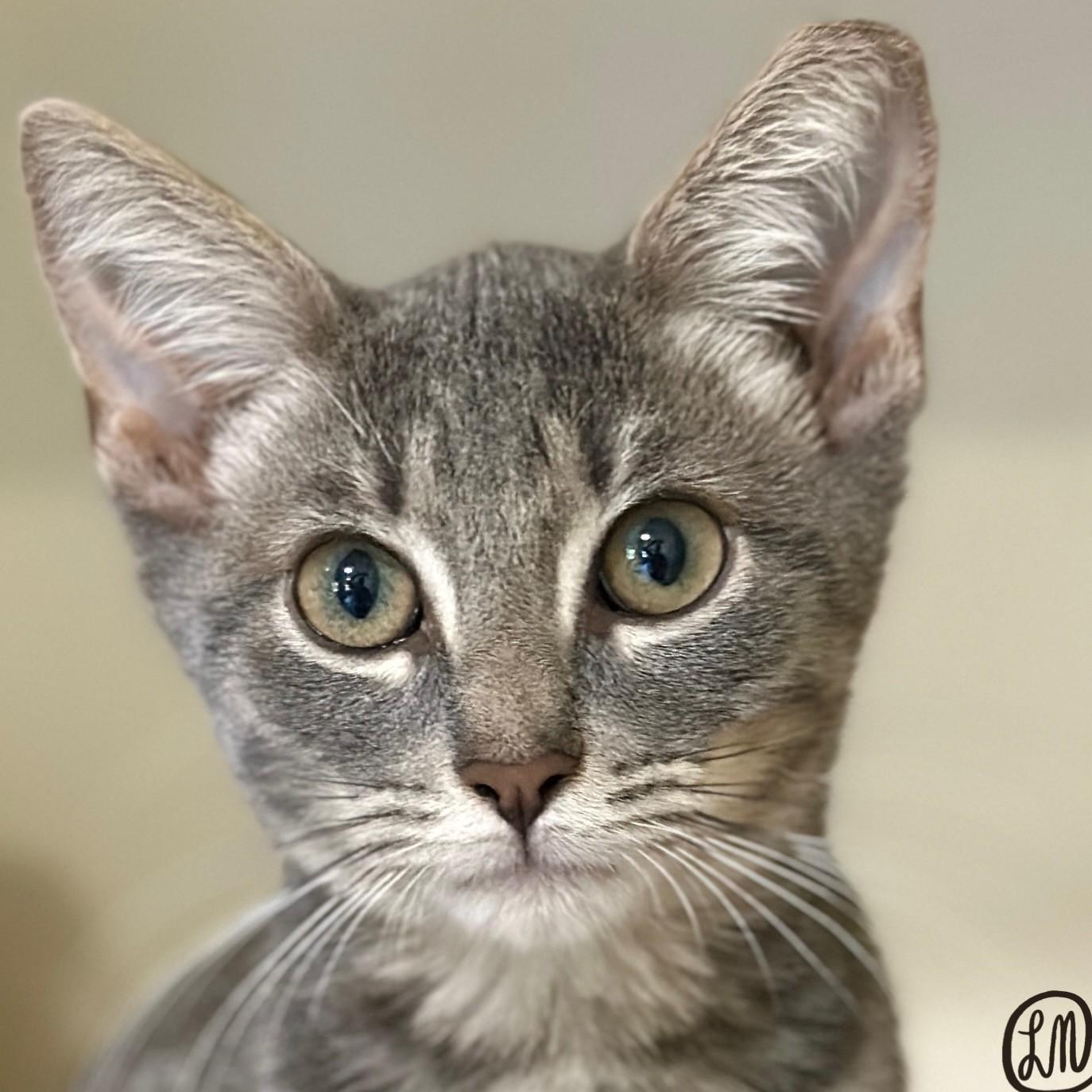 Jake, adopted, Kitten Male Domestic Short Hair.