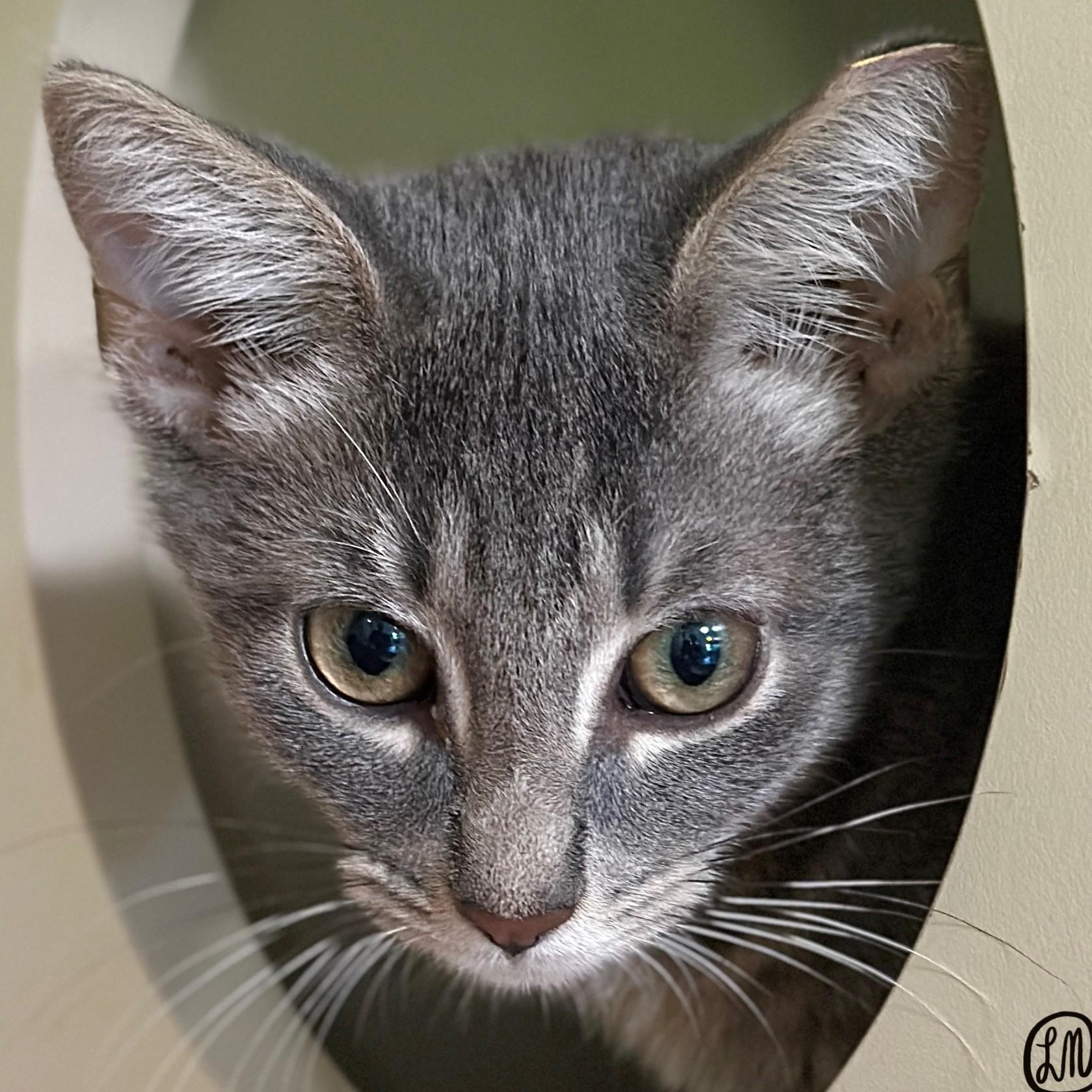 Jake, an adopted Domestic Short Hair in Victor, NY image 5/5
