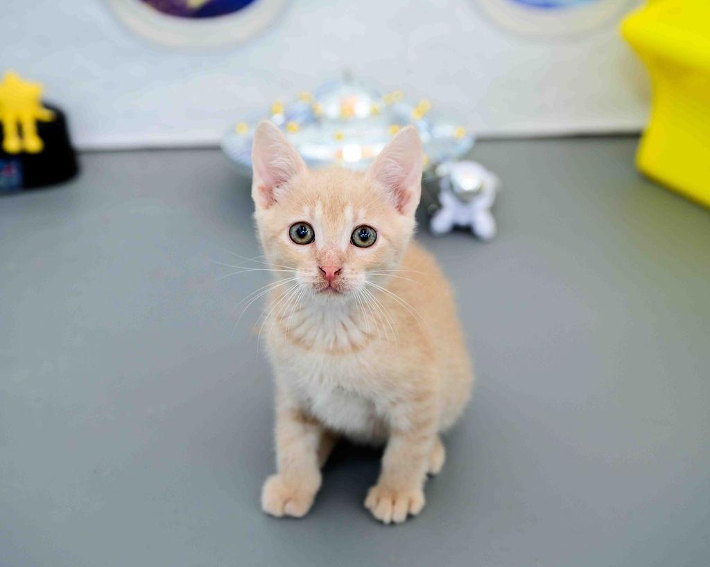 Elmo, Adoptable, Kitten Male Domestic Short Hair.