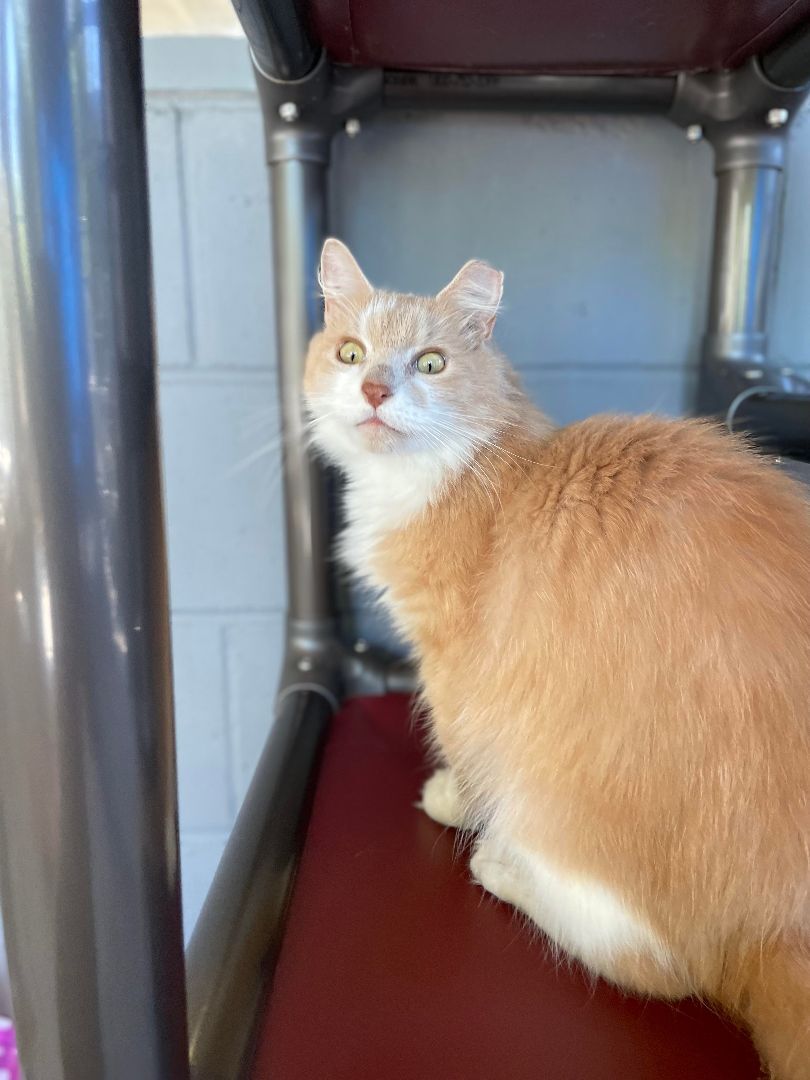 Enlarge Angelo , a Adoptable Domestic Long Hair in East Northport, NY image 1/8