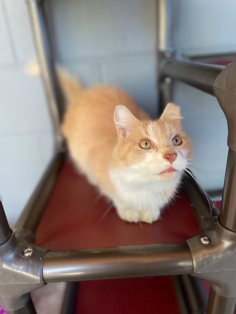 Enlarge Angelo , a Adoptable Domestic Long Hair in East Northport, NY image 3/8
