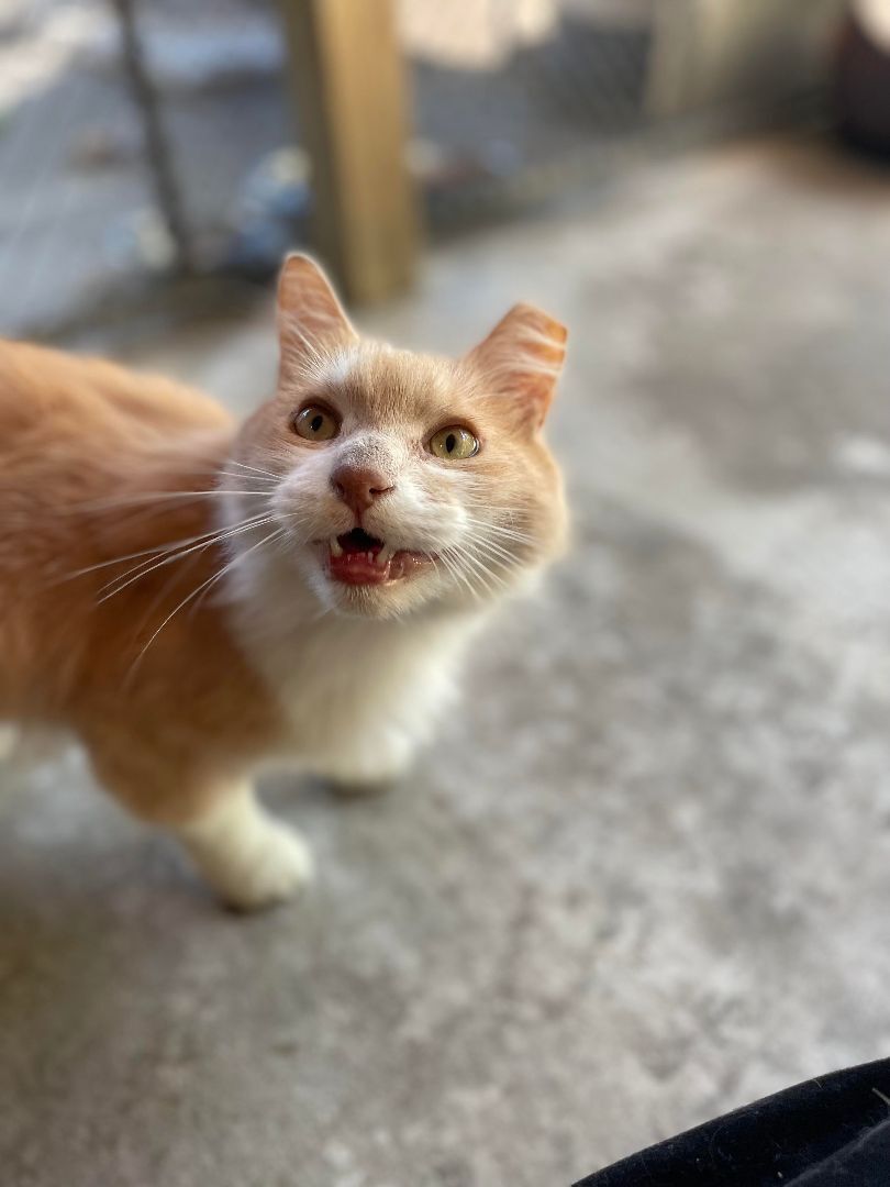 Enlarge Angelo , a Adoptable Domestic Long Hair in East Northport, NY image 4/8