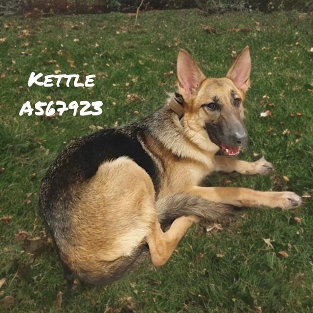 KETTLE, Adoptable, Young Female German Shepherd Dog.
