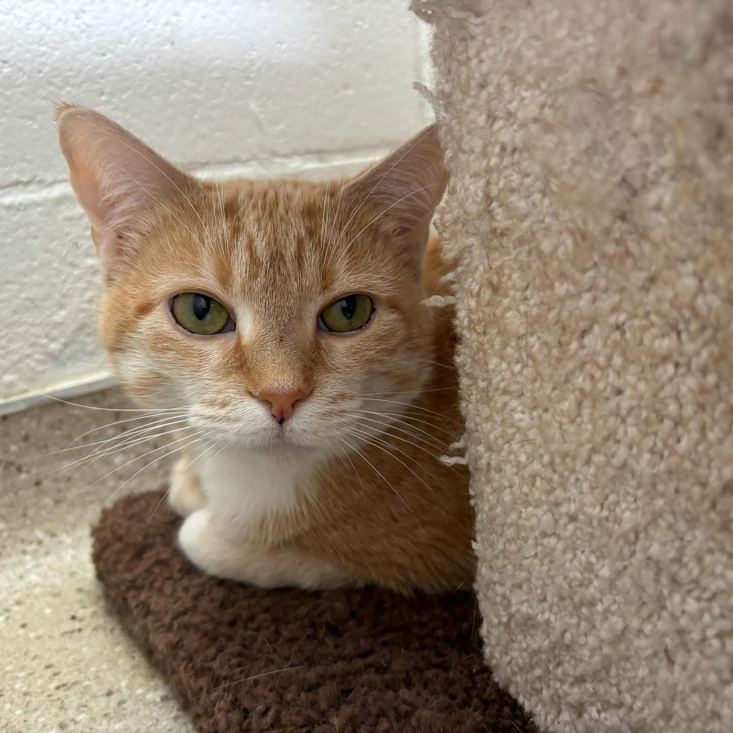 Mookie, Young Female Domestic Short Hair