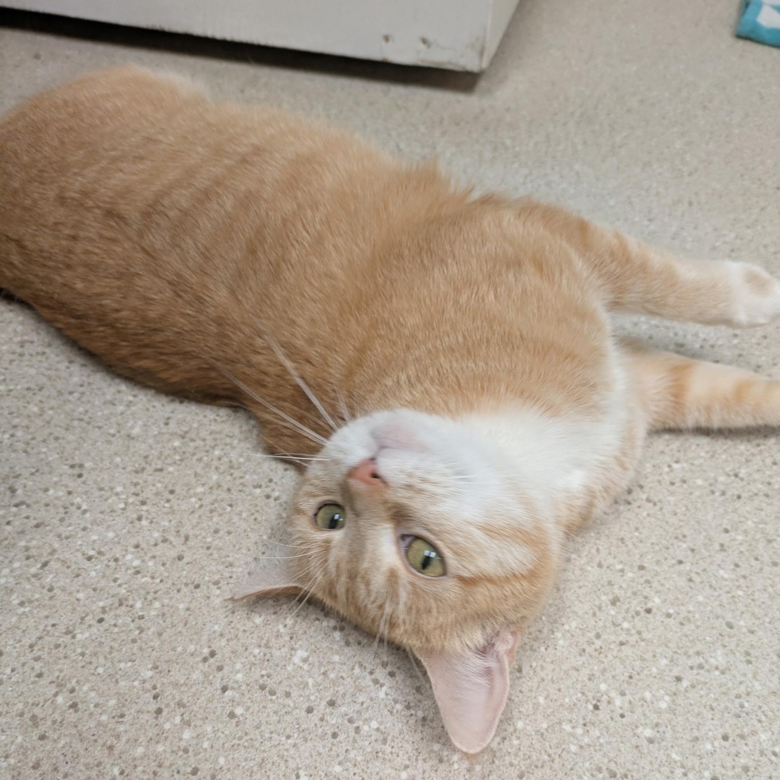 Mookie photo 5