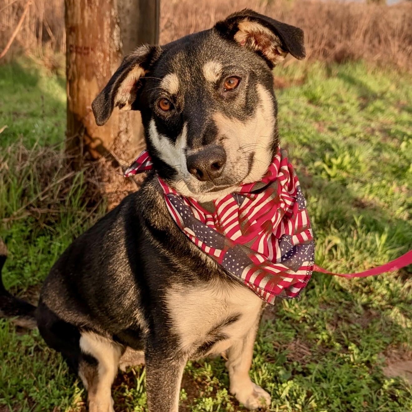 Wallie, Adoptable, Young Male Miniature Pinscher.