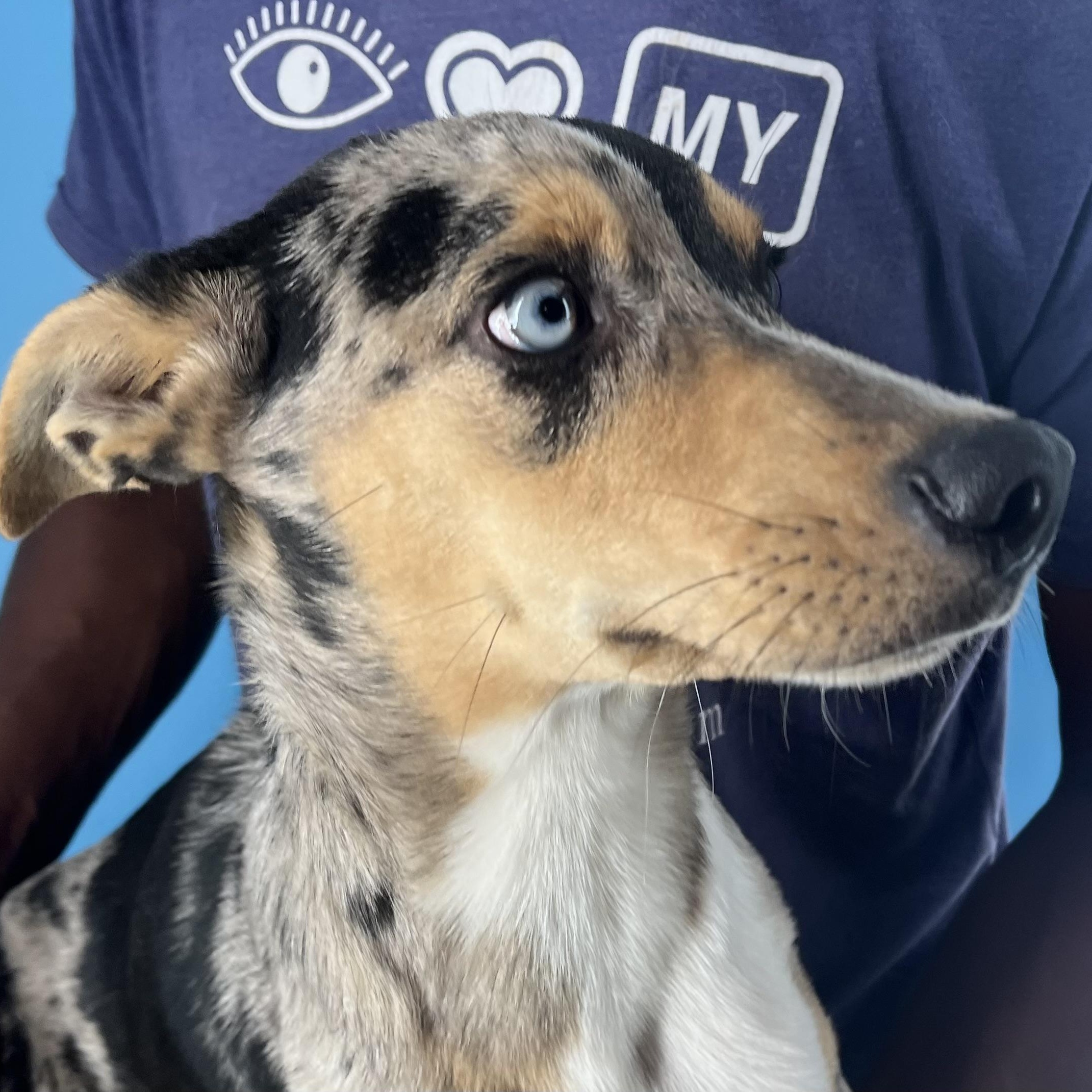 Enlarge Kevin - Local Jan 11, a Adoptable mixed breed in Westerly, RI image 3/6