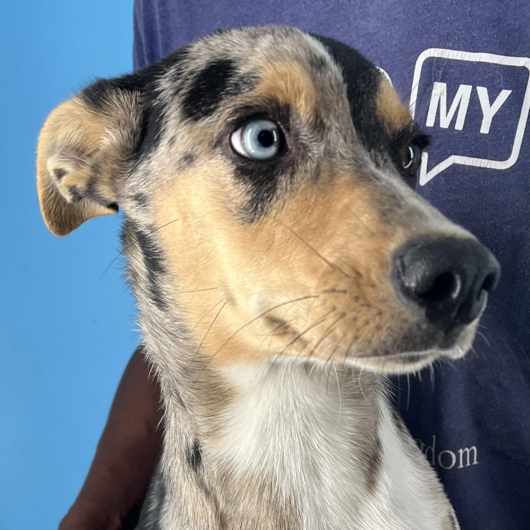 Enlarge Kevin - Local Jan 11, a Adoptable mixed breed in Westerly, RI image 5/6