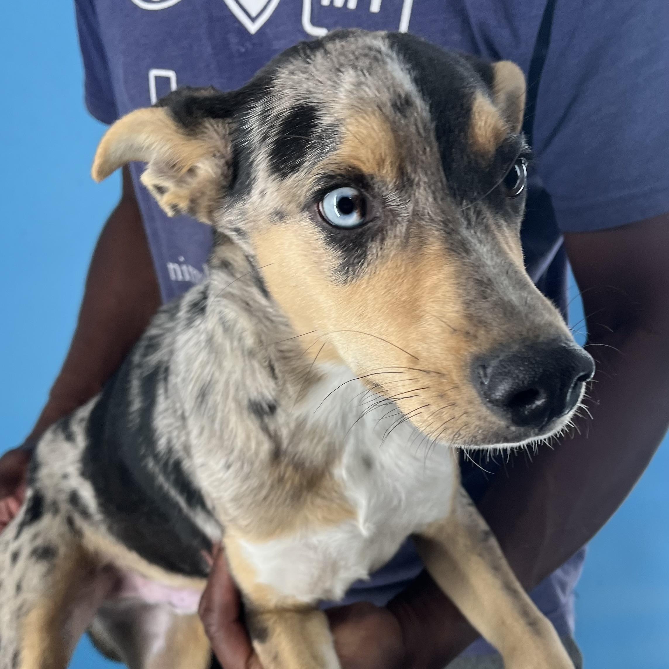 Enlarge Kevin - Local Jan 11, a Adoptable mixed breed in Westerly, RI image 6/6