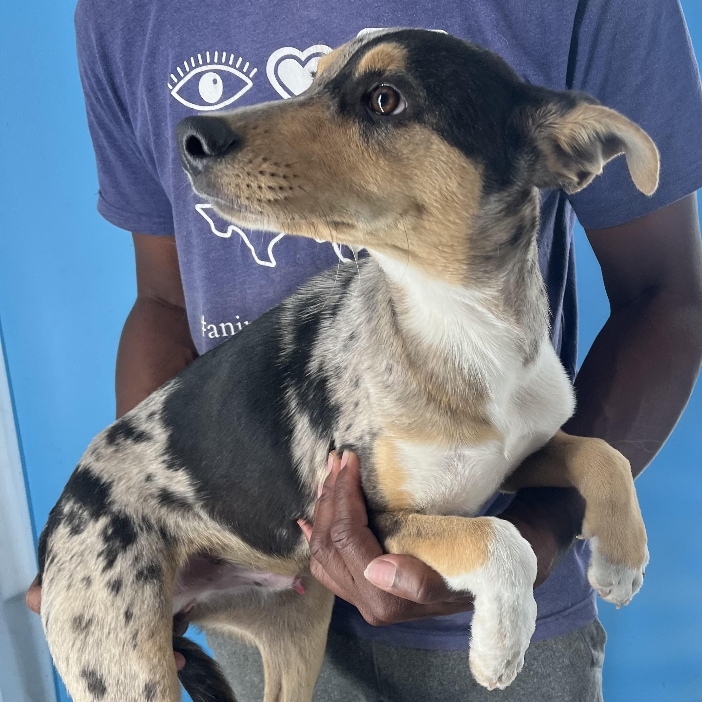 Enlarge Kevin - Local Jan 11, a Adoptable mixed breed in Westerly, RI image 4/6