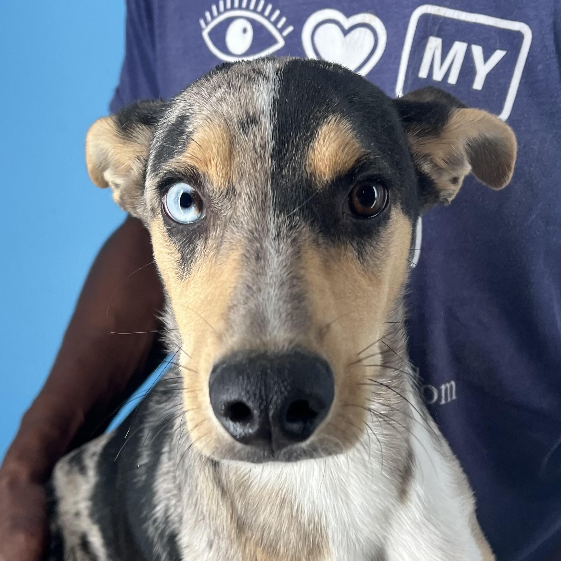 Enlarge Kevin - Local Jan 11, a Adoptable mixed breed in Westerly, RI image 2/6