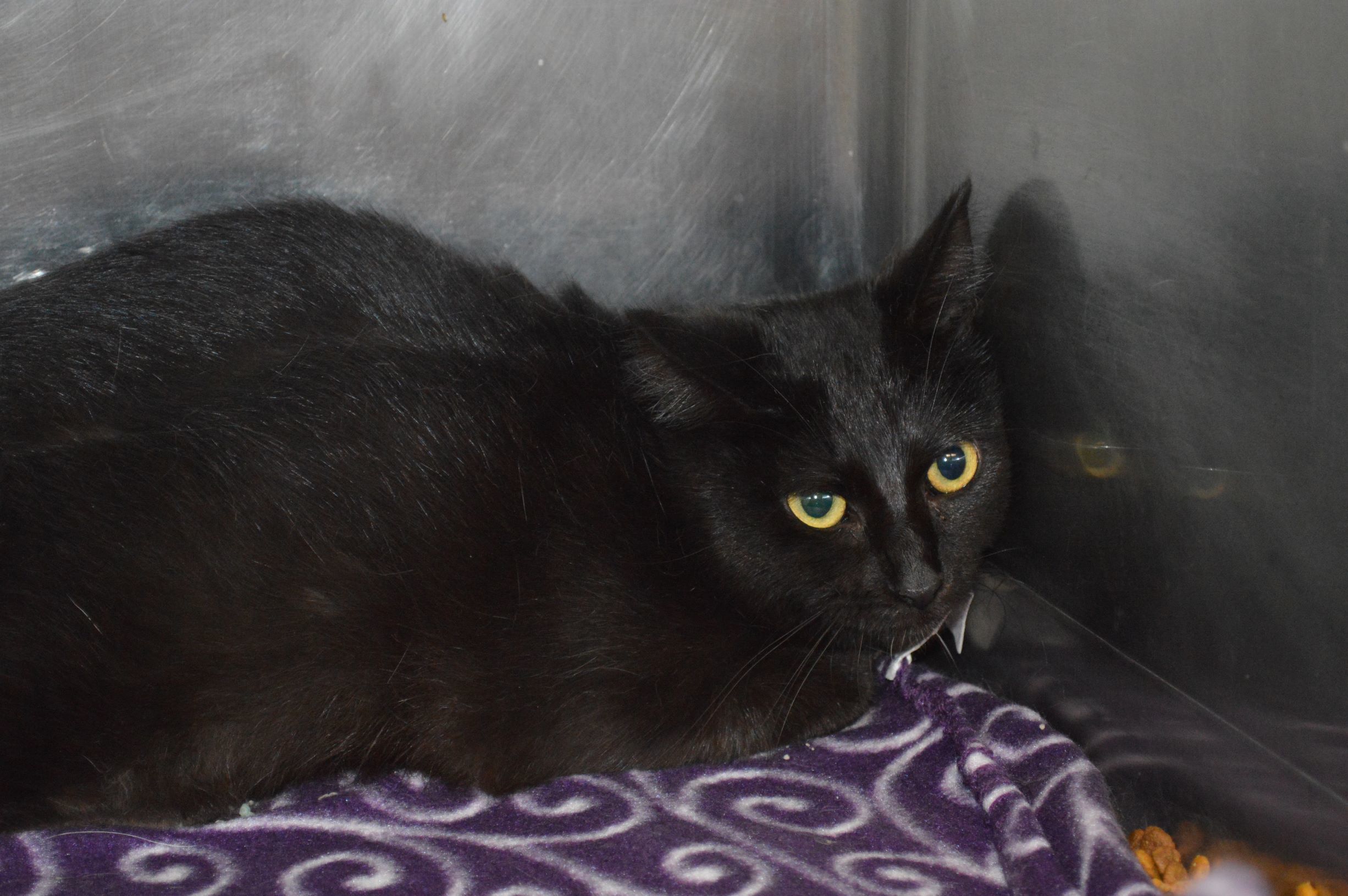 Tippy, Adoptable, Adult Female Domestic Short Hair.