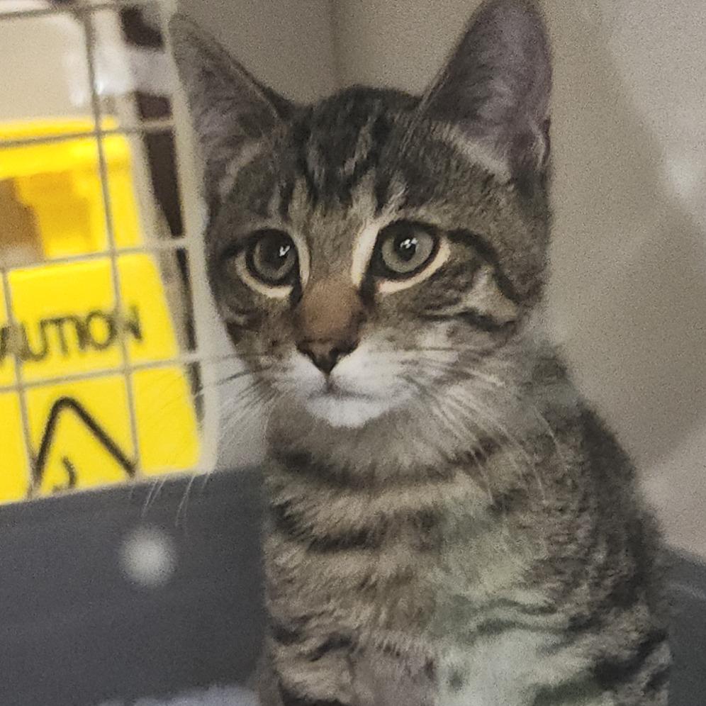 Torrie, Adoptable, Kitten Male Domestic Short Hair.
