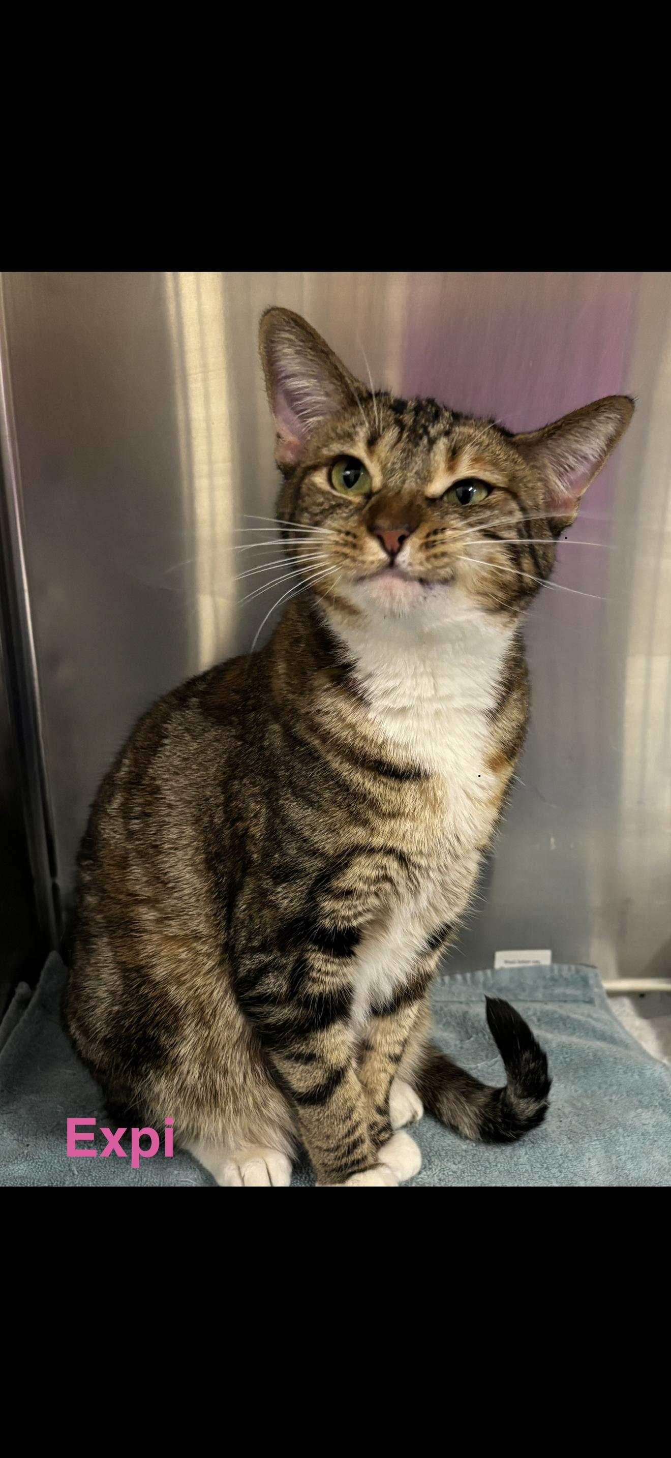 Expi, Adoptable, Adult Female Bengal.