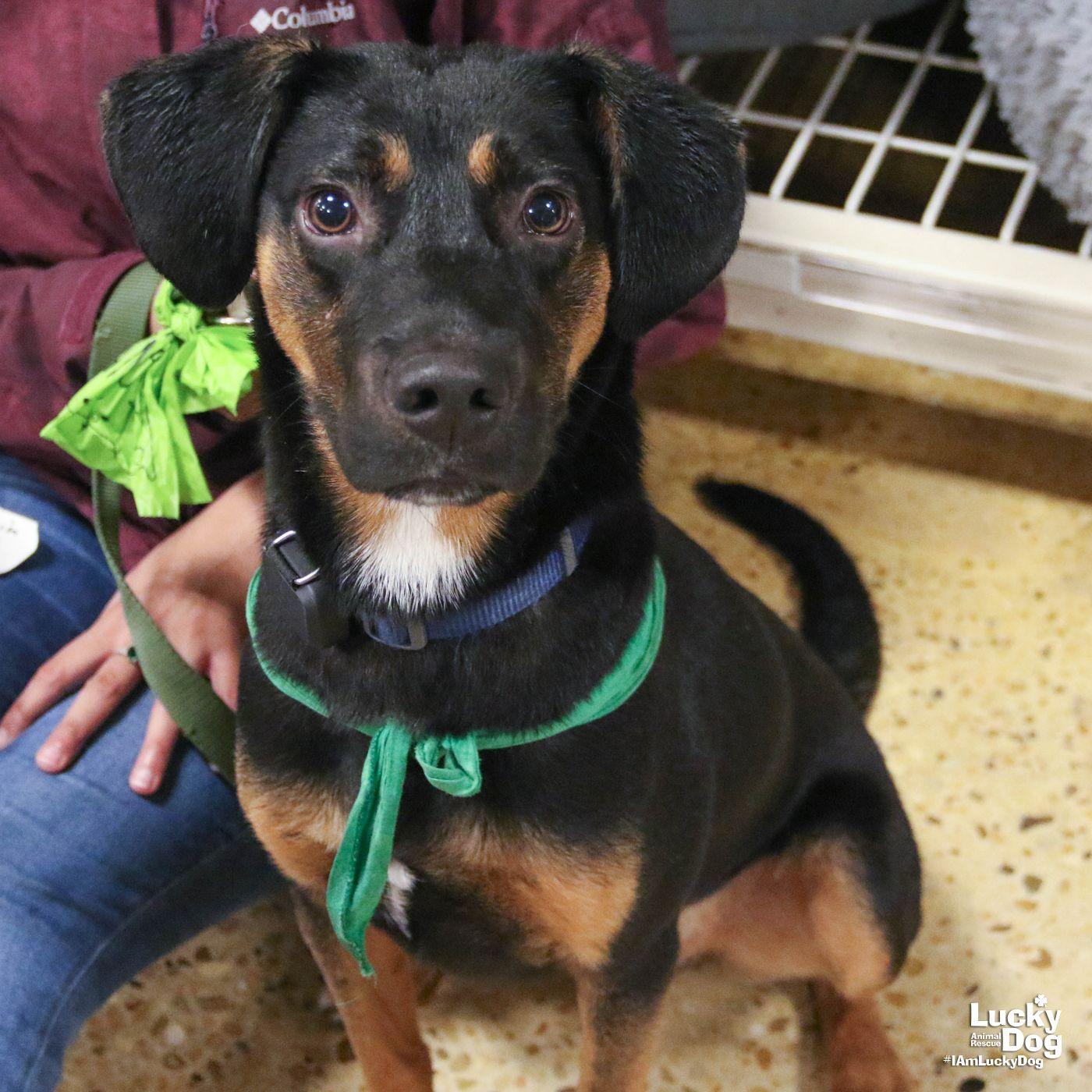 Wallace, Adoptable, Young Male Black and Tan Coonhound.