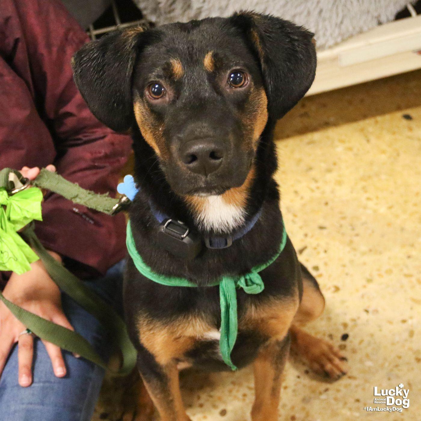 Enlarge Wallace, a Adoptable Black and Tan Coonhound in Washington, DC image 3/3