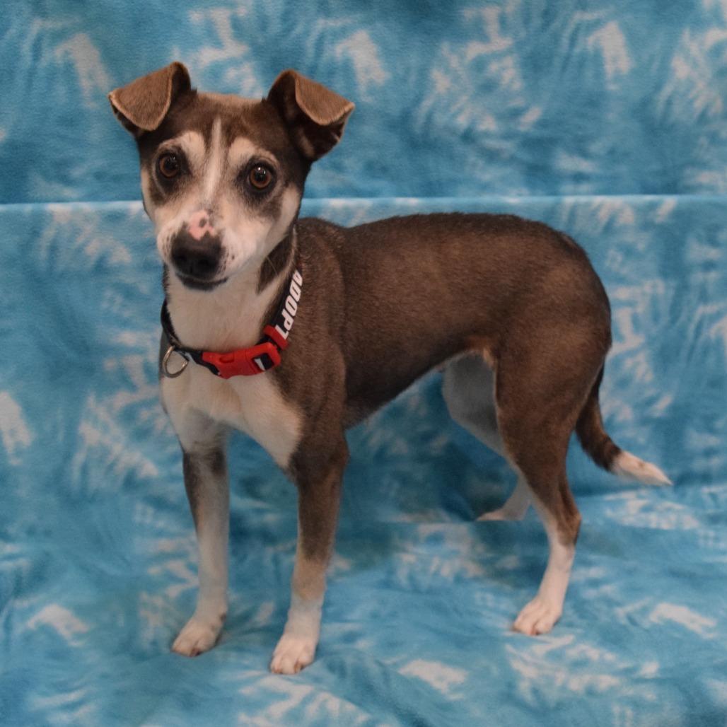 Enlarge Dixie, a Adoptable mixed breed in Eureka, CA image 1/3