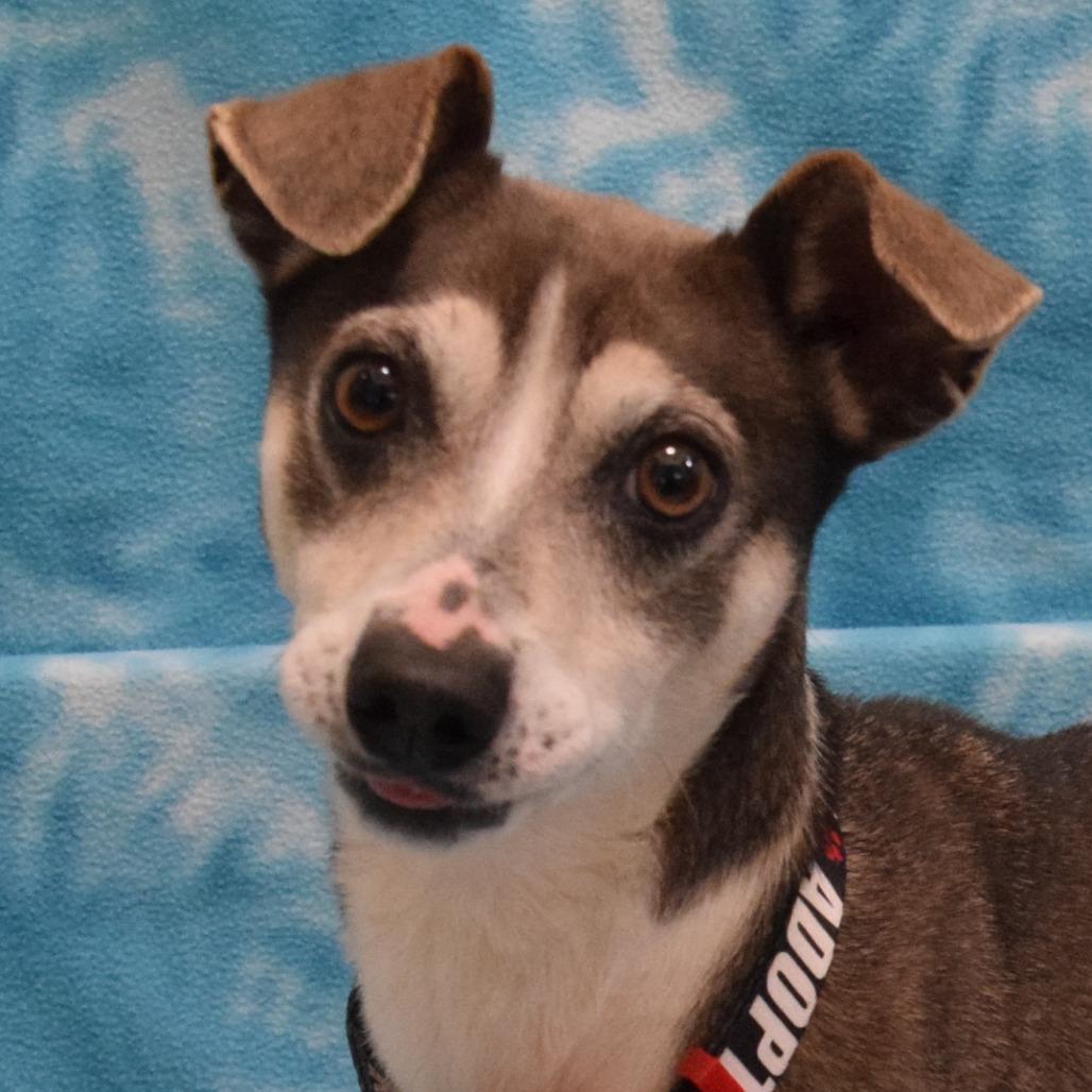 Enlarge Dixie, a Adoptable mixed breed in Eureka, CA image 2/3