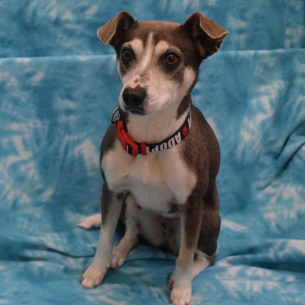 Enlarge Dixie, a Adoptable mixed breed in Eureka, CA image 3/3