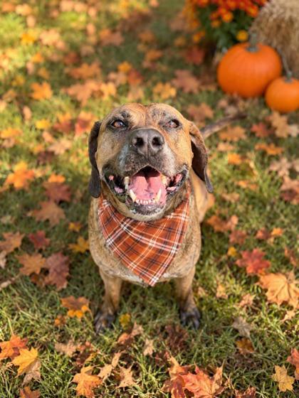 Otis, Adoptable, Adult Male Coonhound & Mixed Breed.