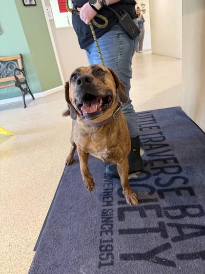 Enlarge Otis, a Adoptable mixed breed in Harbor Springs, MI image 2/2