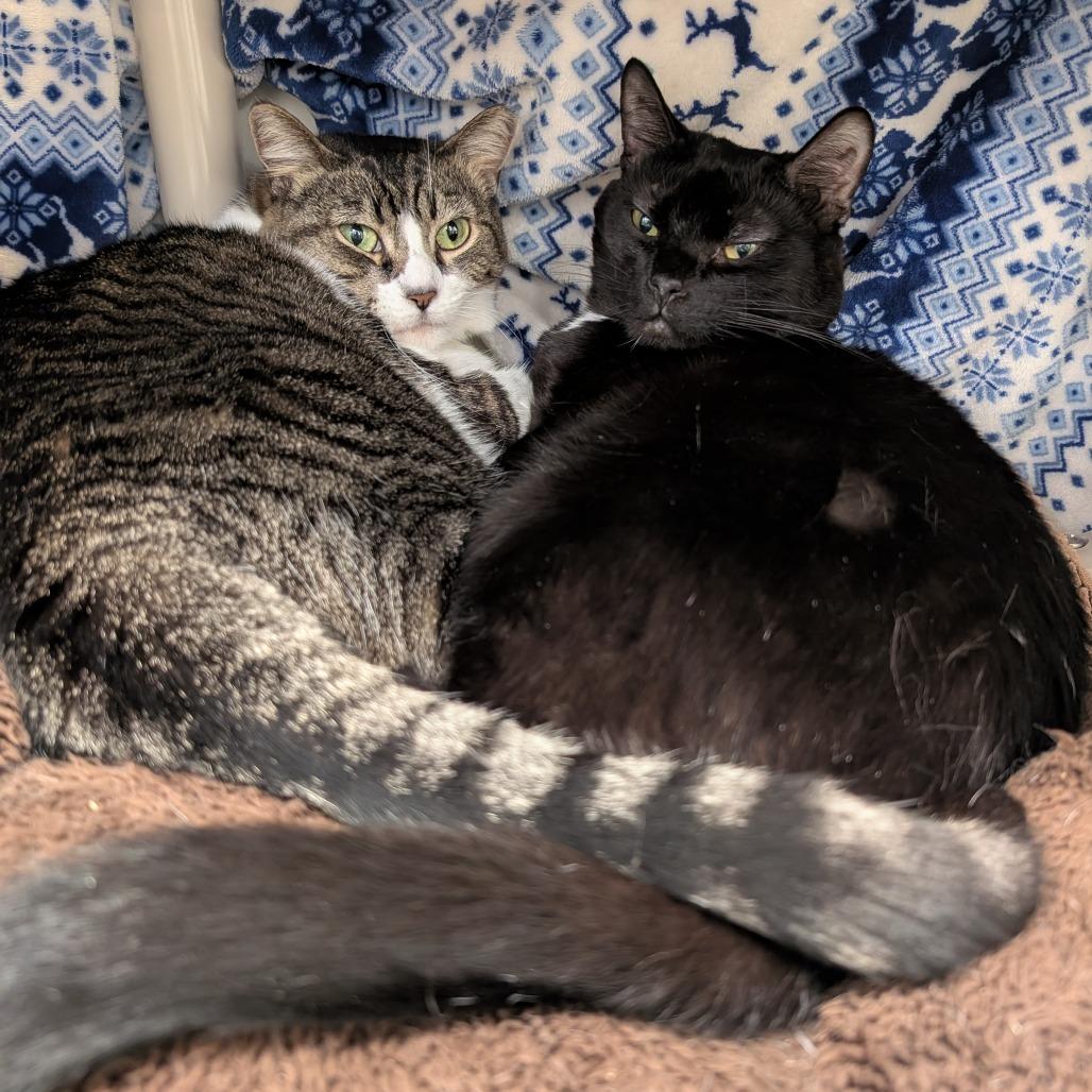 Onyx, Adoptable, Adult Male Domestic Short Hair.