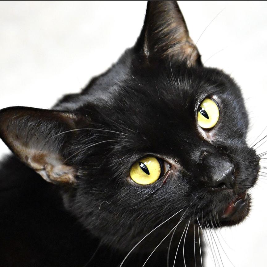 Onyx, a Adoptable Domestic Short Hair in York, PA image 2/5