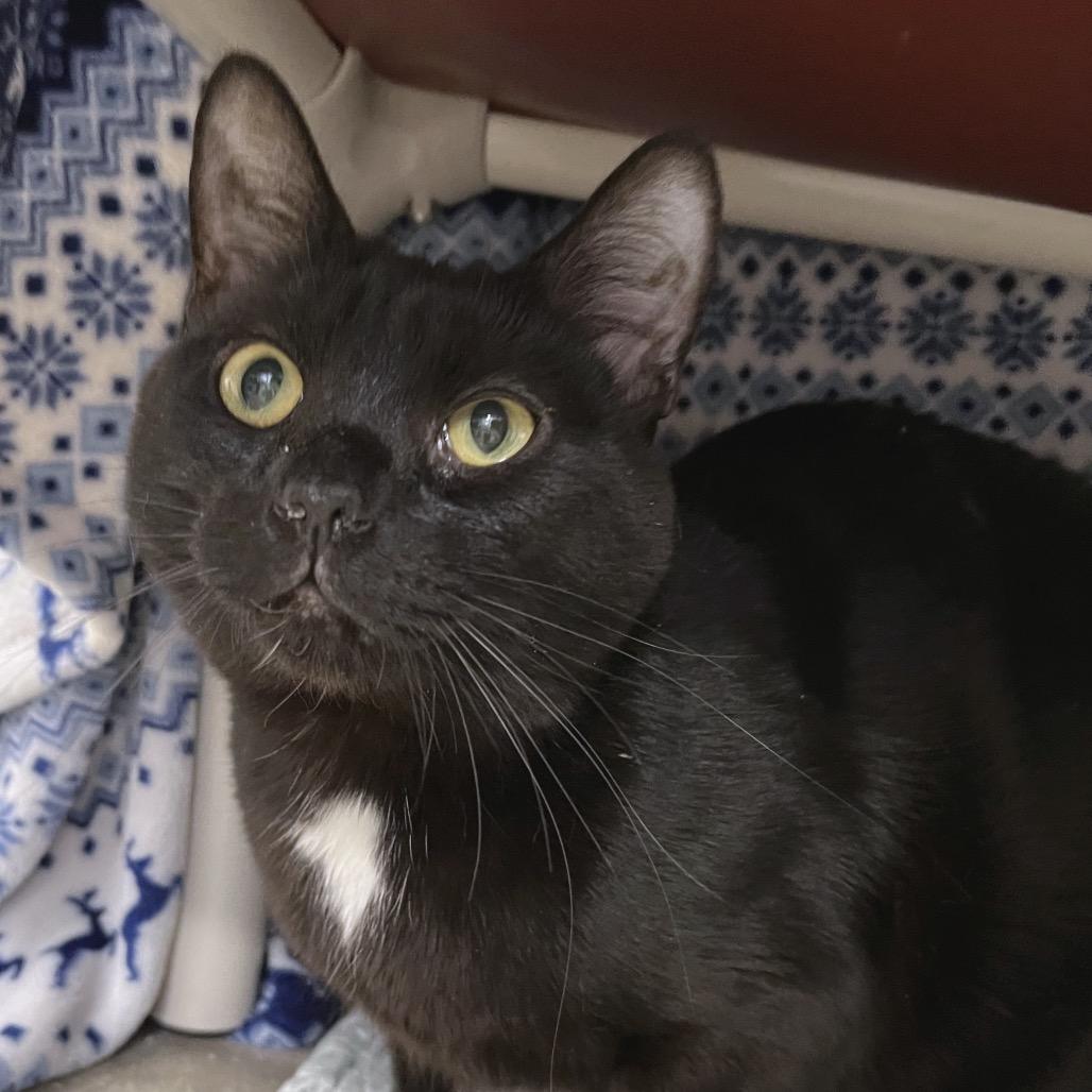Onyx, a Adoptable Domestic Short Hair in York, PA image 3/5