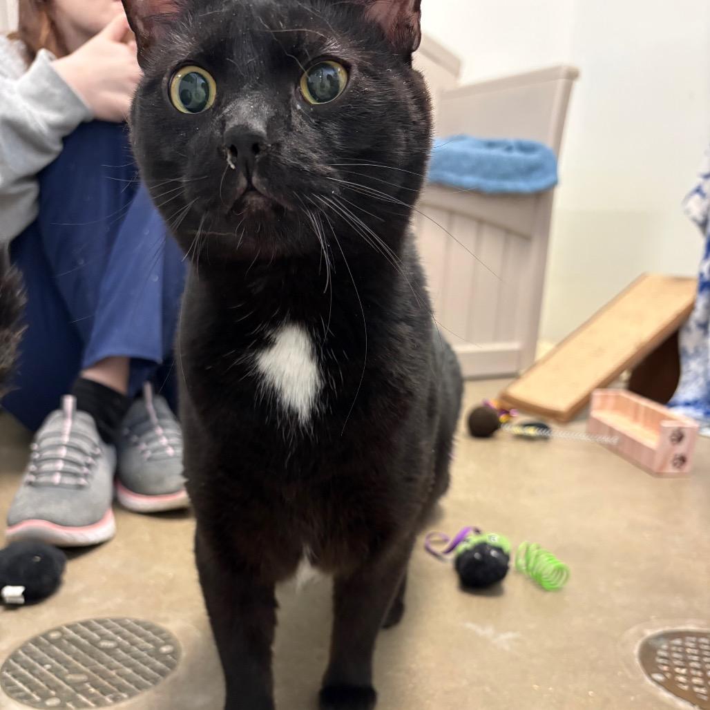 Onyx, a Adoptable Domestic Short Hair in York, PA image 4/5