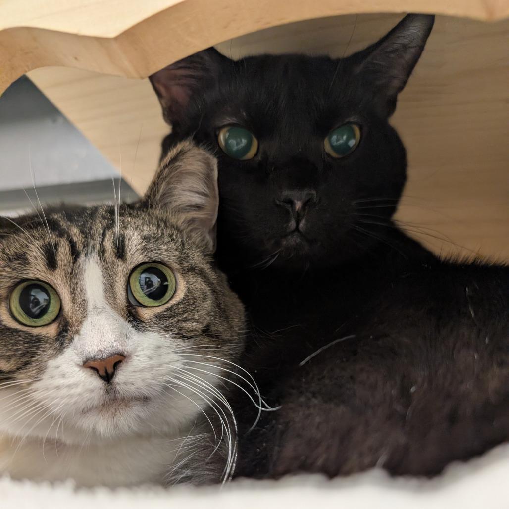 Onyx, a Adoptable Domestic Short Hair in York, PA image 5/5