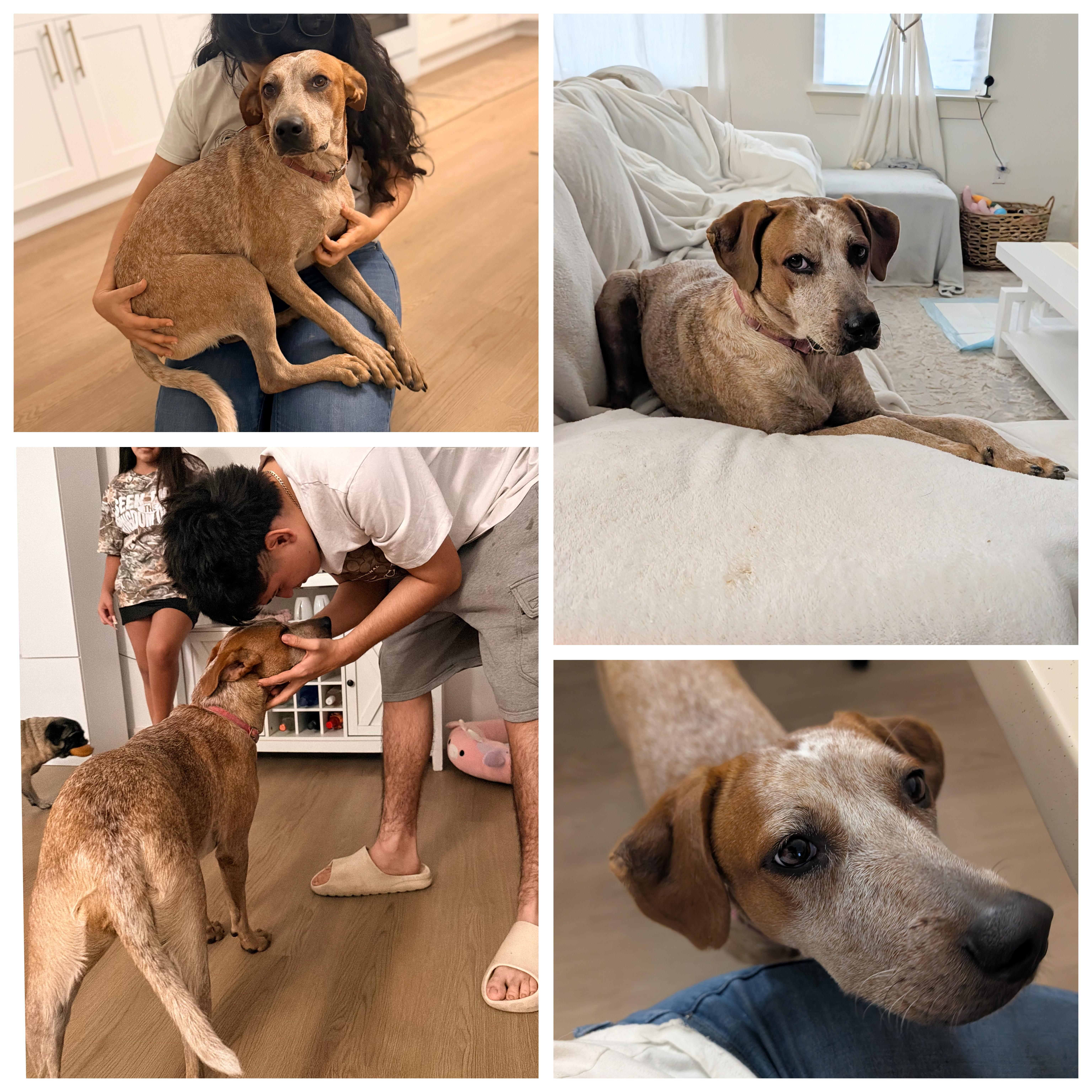 Enlarge Nova, a Adoptable mixed breed in Pittsburgh, PA image 4/6