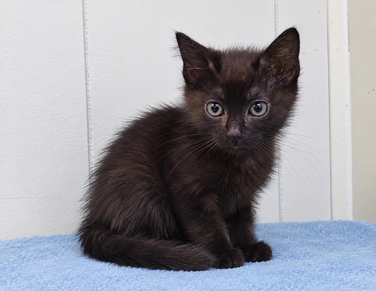 Enlarge Patton (PetSmart Winchester Rd. Memphis), a Adoptable Domestic Medium Hair in Millington, TN image 1/1