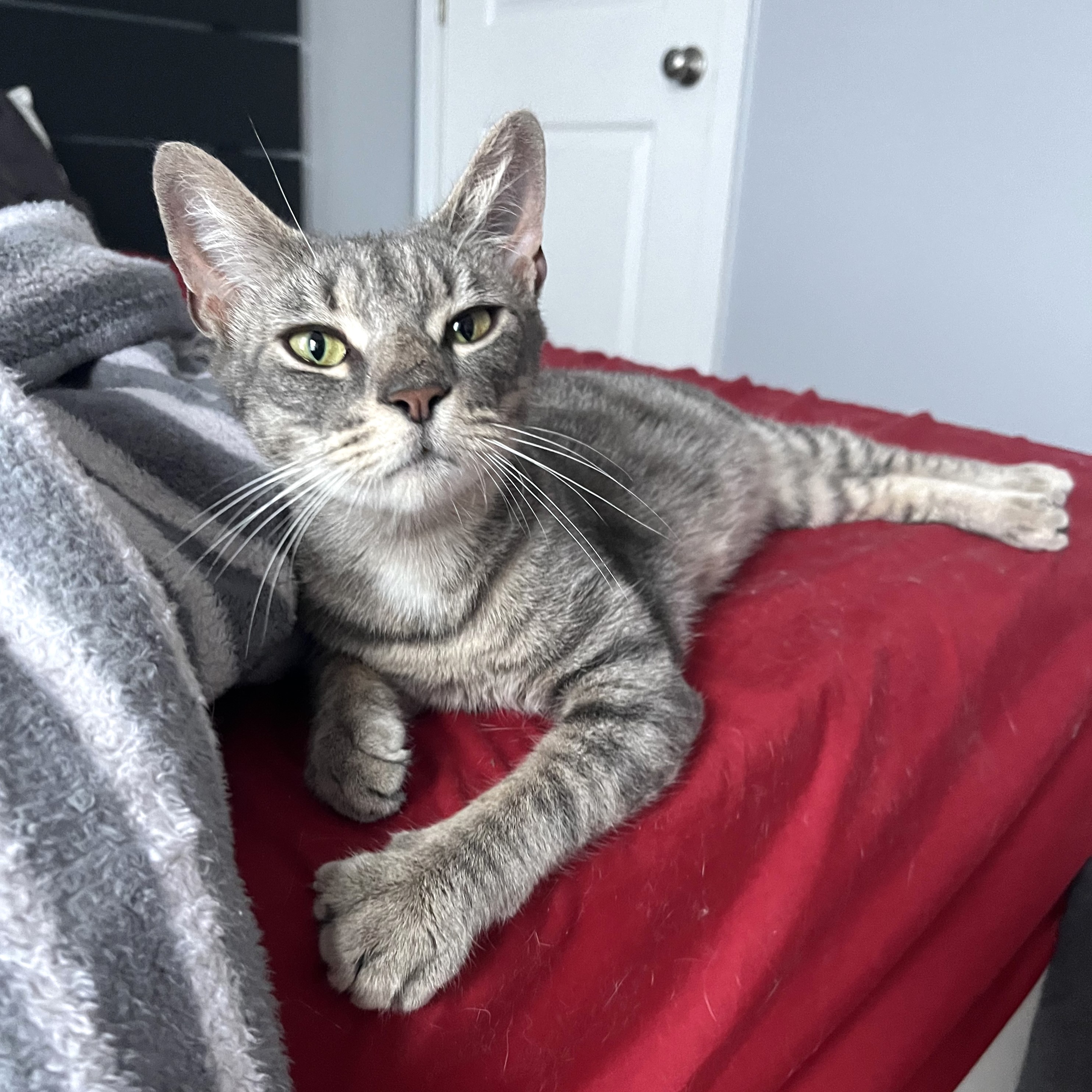 Danielle, Adoptable, Young Female Domestic Short Hair.