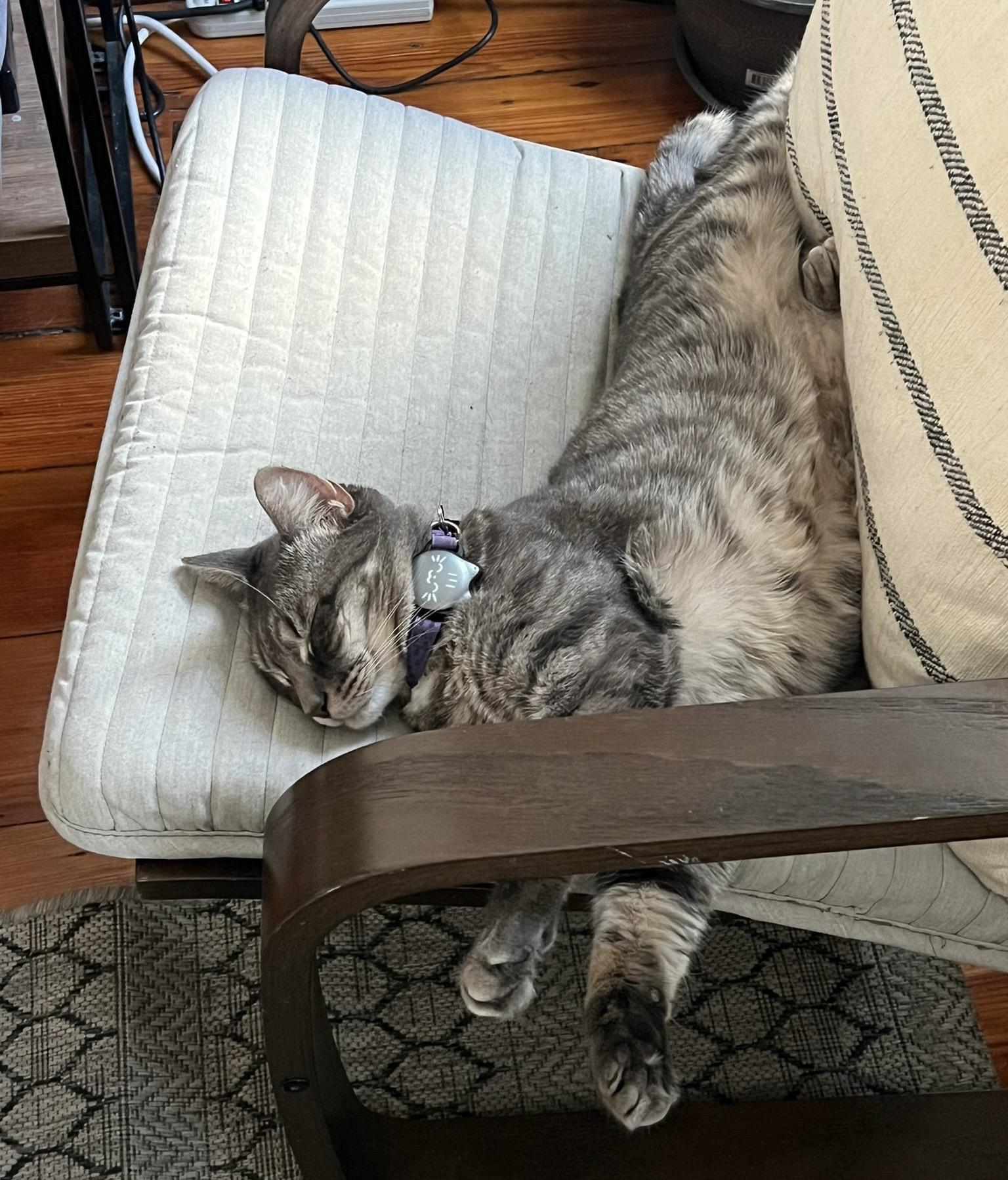 Danielle, a Adoptable Domestic Short Hair in Philadelphia, PA image 1/6