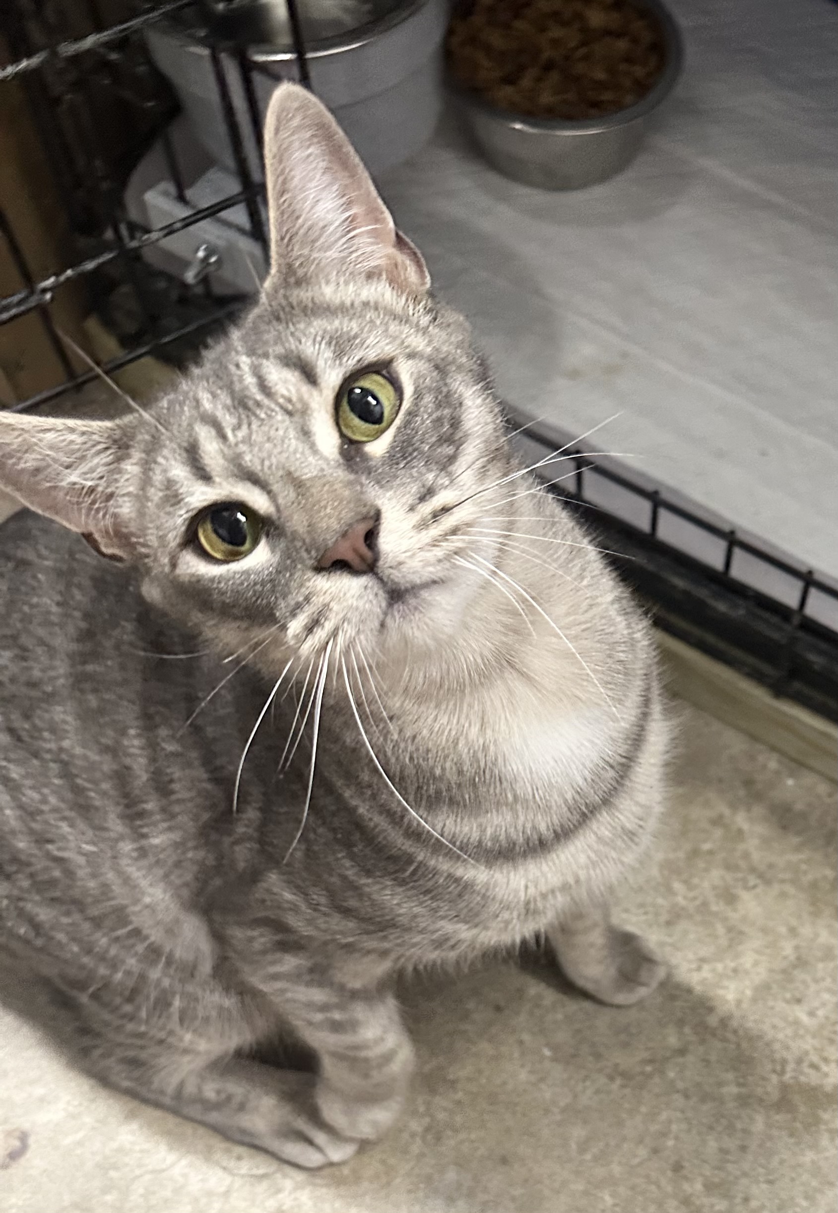 Danielle, a Adoptable Domestic Short Hair in Philadelphia, PA image 6/6