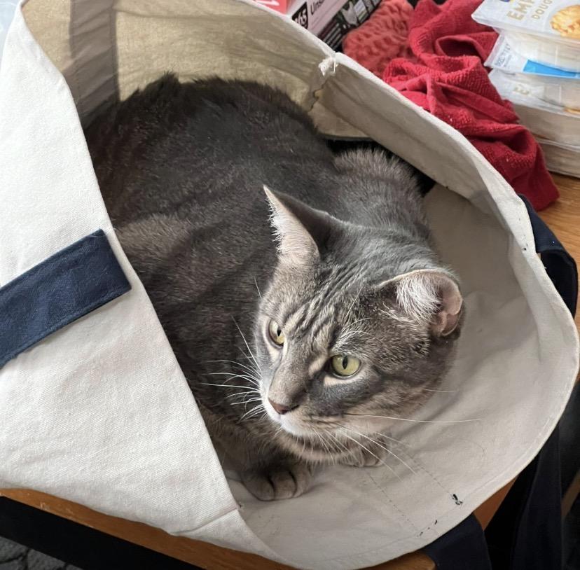 Danielle, a Adoptable Domestic Short Hair in Philadelphia, PA image 6/6