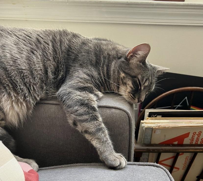Danielle, a Adoptable Domestic Short Hair in Philadelphia, PA image 5/6