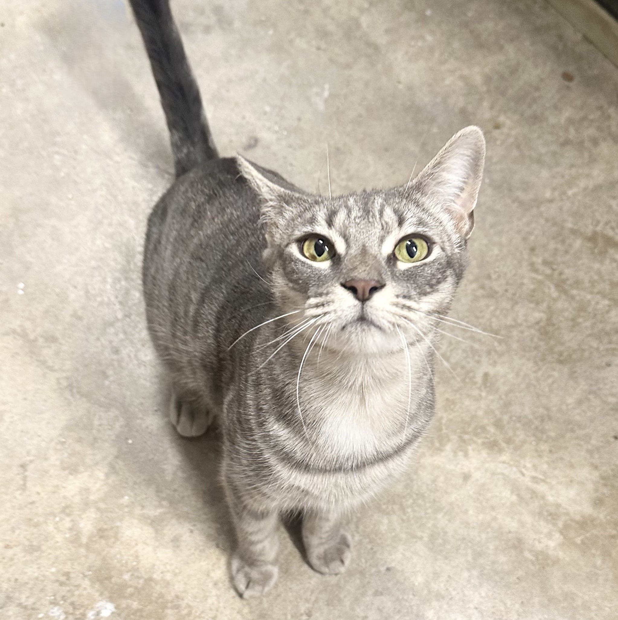 Danielle, a Adoptable Domestic Short Hair in Philadelphia, PA image 5/6