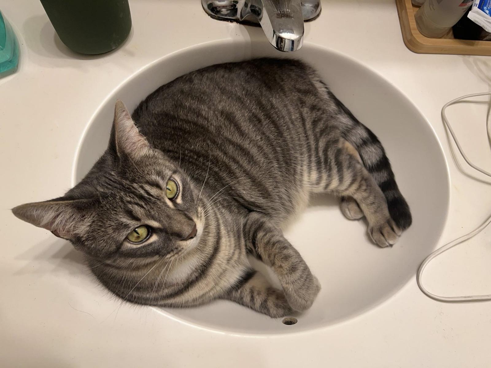 Danielle, a Adoptable Domestic Short Hair in Philadelphia, PA image 2/6