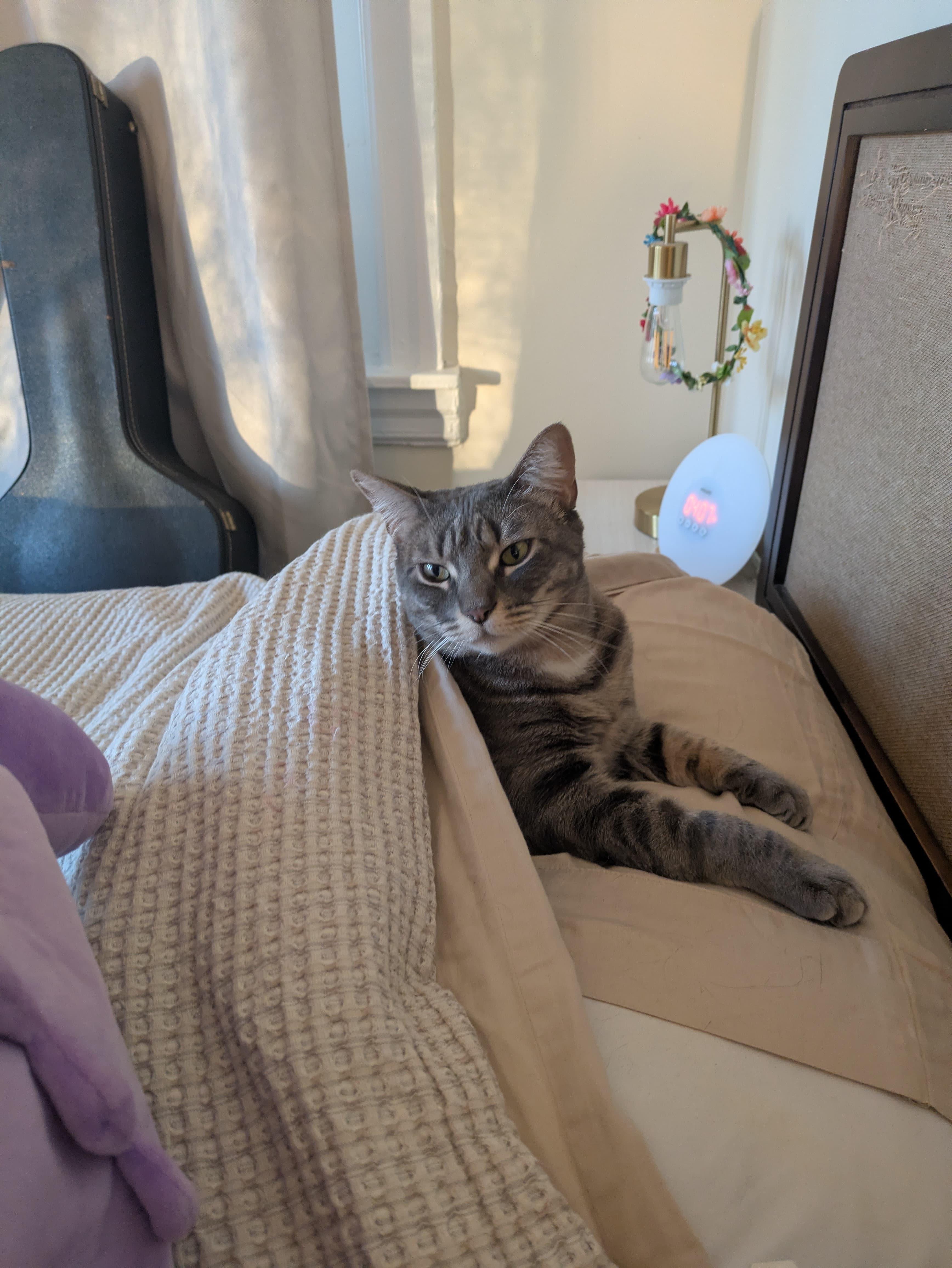 Danielle, a Adoptable Domestic Short Hair in Philadelphia, PA image 4/6